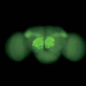 SMZ800N-drosophila-brain_