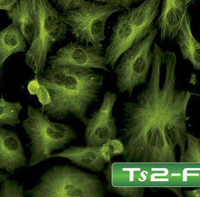 TS2-fluorescence_